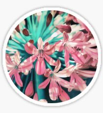 Sunny Agapanthus Flower in Pink & Teal Sticker
