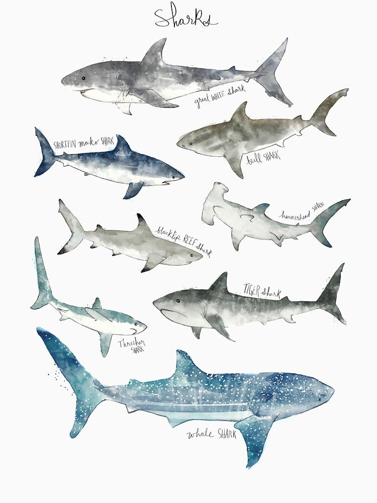 Sharks - Landscape Format by AmyHamilton