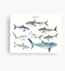 Sharks - Landscape Format Canvas Print