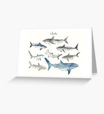 Sharks - Landscape Format Greeting Card