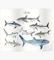 Sharks - Landscape Format Poster