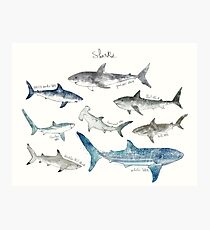 Requins - Format paysage Impression photo