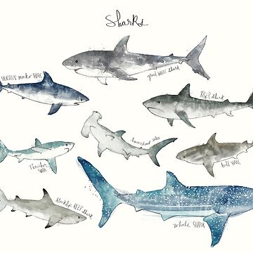 Artwork thumbnail, Sharks - Landscape Format by AmyHamilton