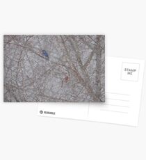 Bluebird and Cardinal in a snow storm Postcards