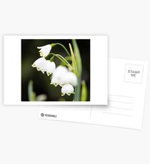 Spring Snowflake - Leucojum vernum Postcards