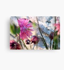 'Clementine Rose' Columbine on Last Day of Spring Canvas Print