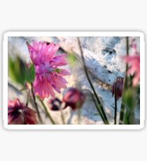 'Clementine Rose' Columbine on Last Day of Spring Sticker