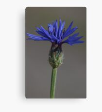 blauwe koren bloem Canvas Print
