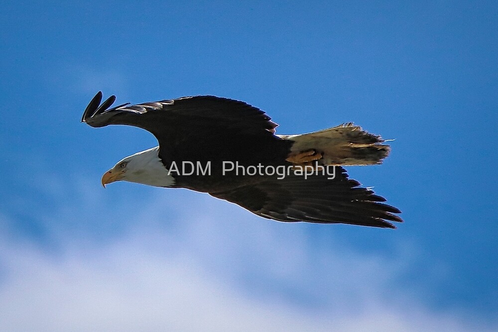 "Bald Eagle Gliding" by ADM Photography Redbubble