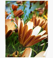 flower Poster