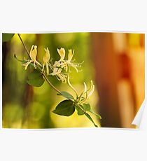 Sunkissed Honeysuckles Poster