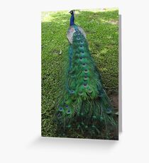 Peacock Greeting Card