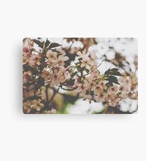 Blossoms Canvas Print