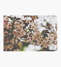 Blossoms Photographic Print