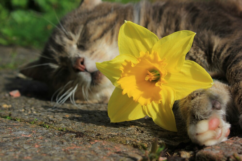 "Tabby cat holding daffodil" by turniptowers Redbubble
