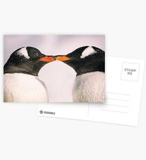 Pinguin-Kuss - die Antarktis Postkarten