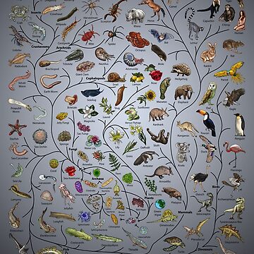 Artwork thumbnail, Tree of Life Poster - Animal and Plant Evolution - English with background by EvolutionPoster