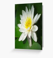 Water Lilly Greeting Card
