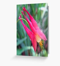 little pink Greeting Card