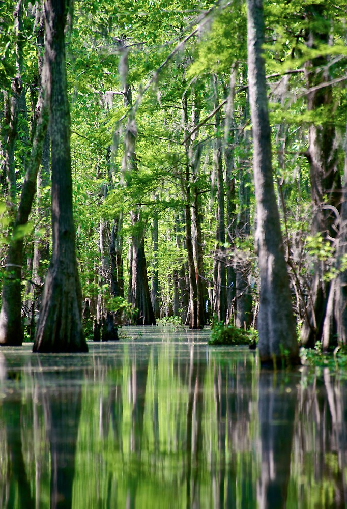 "Atchafalaya Basin Canal" by Mike Capone Redbubble