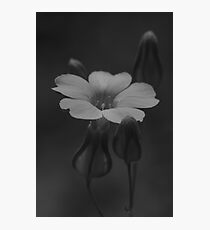 tiny white flower Photographic Print