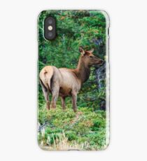 Young Elk at Rocky Mountain National Park iPhone Case
