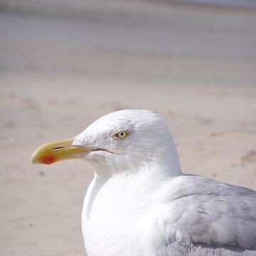Artwork thumbnail, Seagull looking sideways on a beach by sceneryphotosto