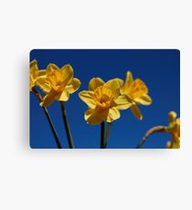 Spring Daffodils Canvas Print