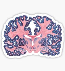 Pegatina Gyri y remolinos del cerebro humano