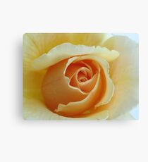 Peach Garden Rose Canvas Print