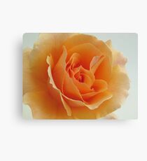 Peach Rose Canvas Print