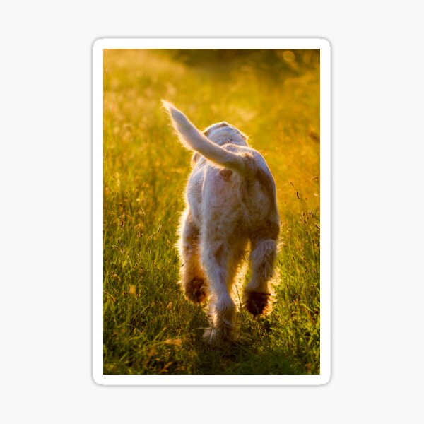 Orange and White Italian Spinone Dog in Action Sticker