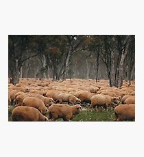 Droving Sheep at Albert © Vicki Ferrari Photographic Print