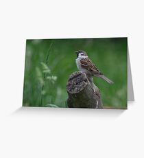 Passer Montanus Grußkarte