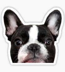 French bulldog, Vincent the frenchie Sticker