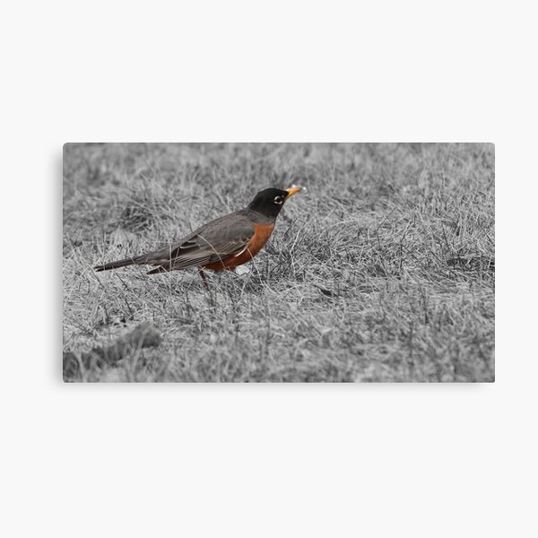 Robin Canvas Print