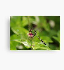 Green Dragonfly Canvas Print