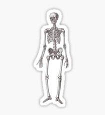 Antique Engraving of Human Skeleton Sticker