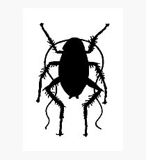 Cockroach Photographic Print