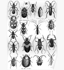 insects vintage Poster