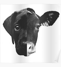 Animal Equality - (Black & White) Poster