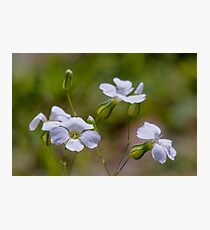 tinny white flower Photographic Print