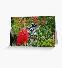 Yellow Top - New Holland Honeyeater Greeting Card