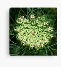 Queen Anne's Lace - First Blush Canvas Print