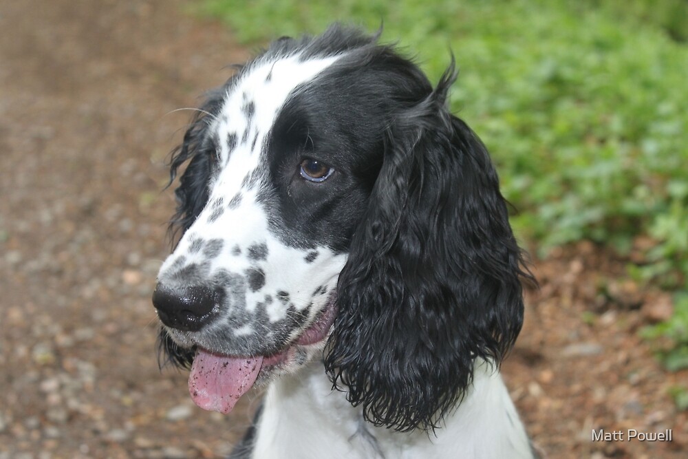 "Sprocker Spaniel" by Matt Powell Redbubble