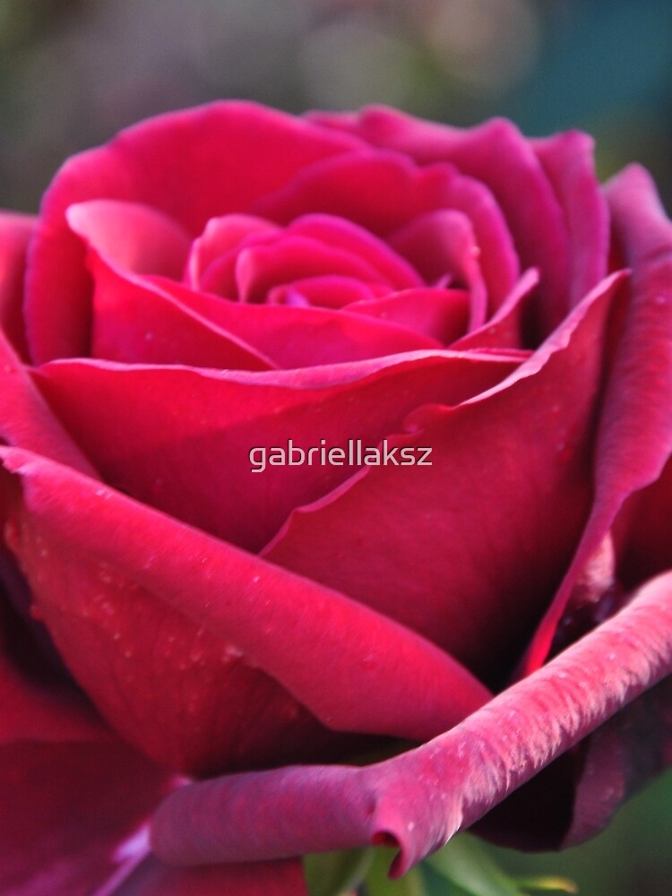 Red rose by gabriellaksz