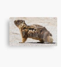 The marmot who poses in the wind Metal Print