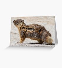 The marmot who poses in the wind Greeting Card