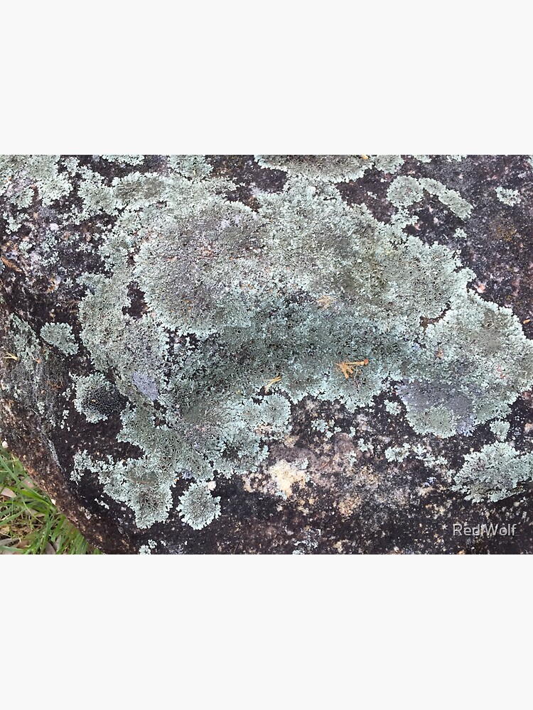 Lichen by redwolfoz