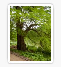 Two monumental swamp cypresses Sticker